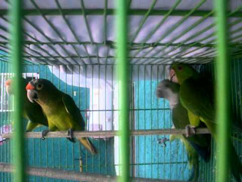 cotorros - YouTube