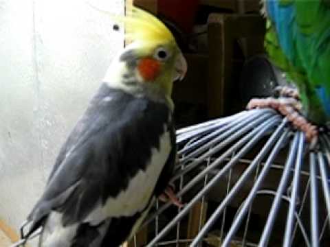 COTORROS - YouTube
