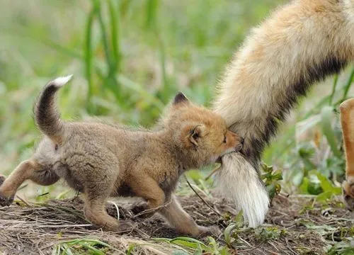 Coyote baby - Imagui
