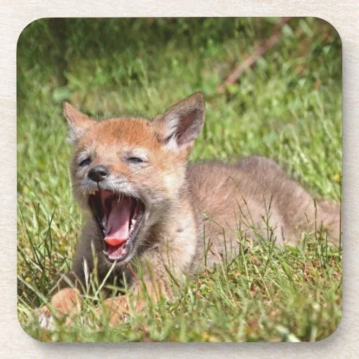 Coyote del bebé que bosteza posavasos de bebida | Zazzle Coyote del bebé que bosteza posavasos de bebida | Zazzle