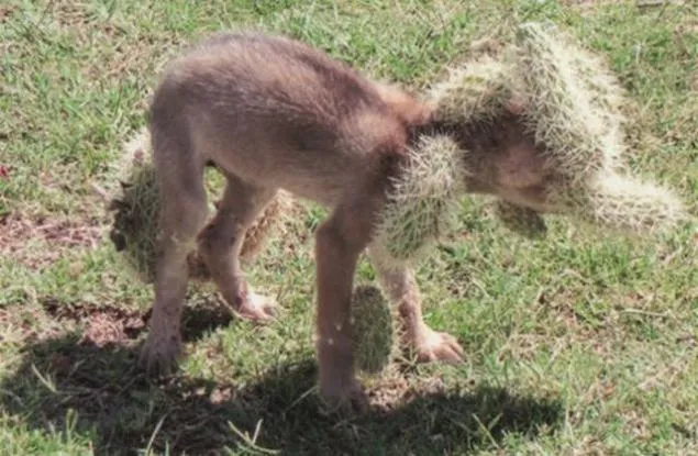 Coyote Cub a punto de morir a causa de la costumbre de cactus