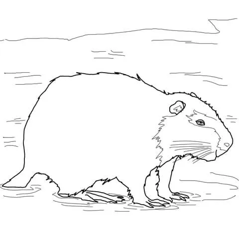Coypu Nutria Coloring page | Free Printable Coloring Pages