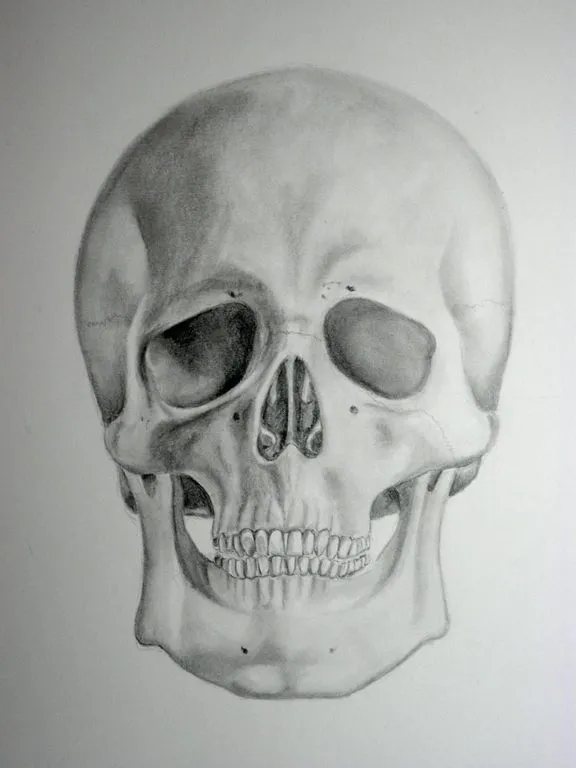 Cráneo David Gil - Artelista.com