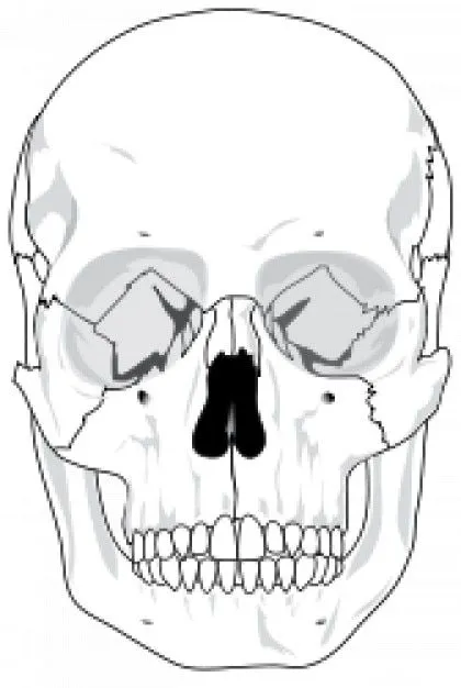 cráneo humano | Descargar Vectores gratis