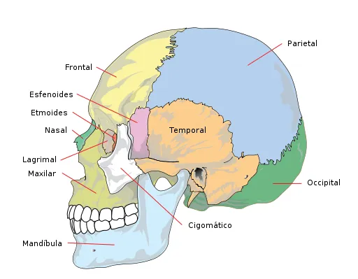el craneo, sus partes principales y funciones el craneo, sus partes principales y funciones