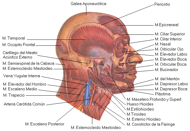 Cráneo, mandíbula, articulación temporomandibular y músculos de la ... Cráneo, mandíbula, articulación temporomandibular y músculos de la ...