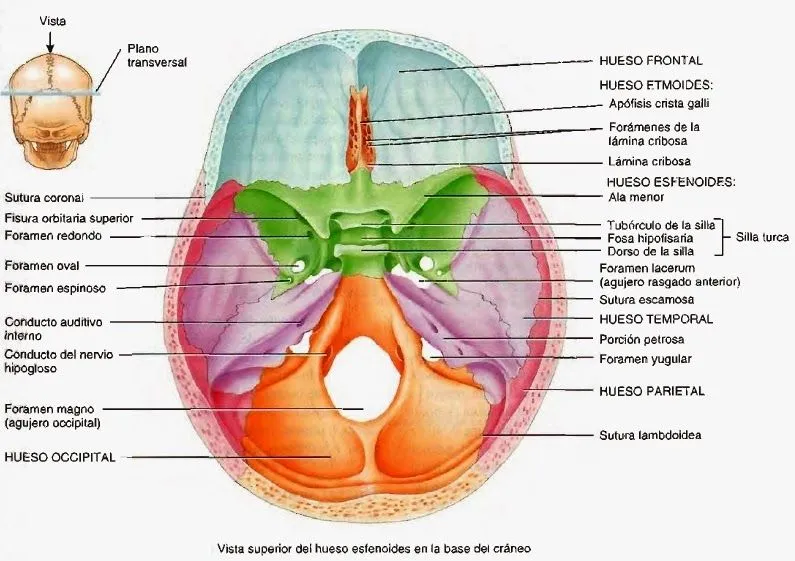 Cráneo, mandíbula, articulación temporomandibular y músculos de la ...