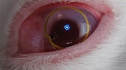 Crean lente de contacto que permite revisar de correos ...