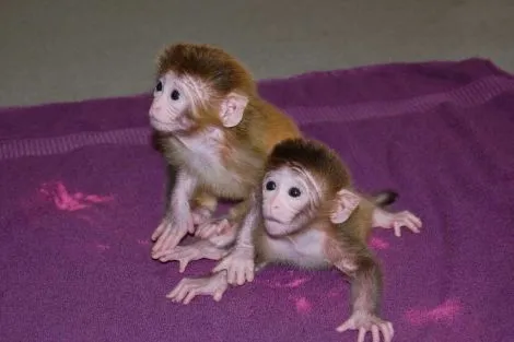 Crean monos con partes de seis genomas diferentes | Ciencia ...