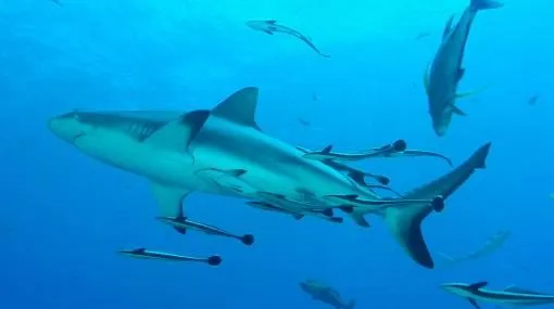 Crean útero artificial para bebes tiburones | Planeta | Ciencias ... Crean útero artificial para bebes tiburones | Planeta | Ciencias ...