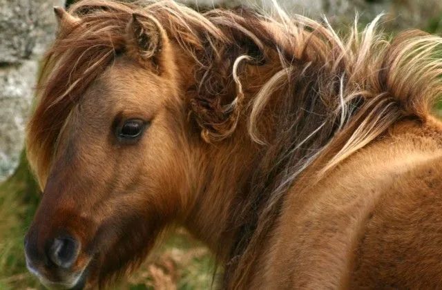La creatividad es como un caballo salvaje | No Mas Palidas La creatividad es como un caballo salvaje | No Mas Palidas