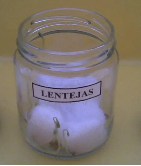 Cómo crece mi lenteja! | menudaciencia