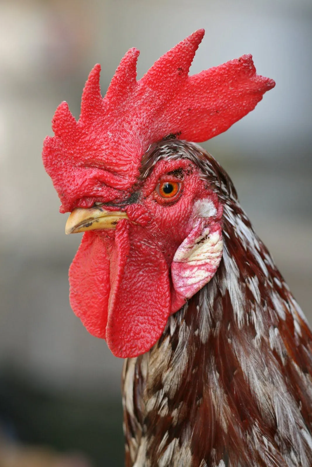 Crecer sin Dios : Gallo Rojo