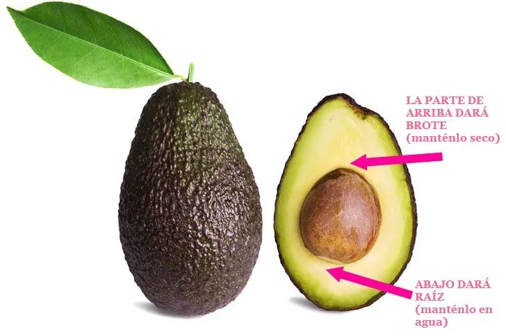 Cómo crecer un fruto de Aguacate (Palta) desde la semilla. - Vida ...
