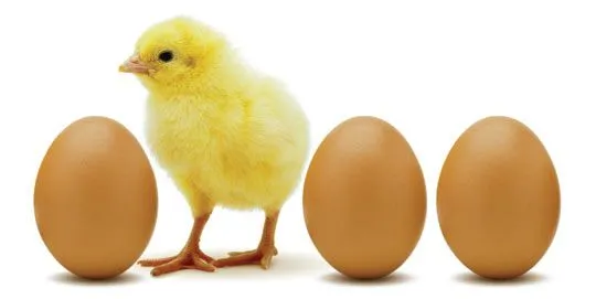 Por qué las gallinas ponen huevos? | Tres Tristes Tigres Por qué las gallinas ponen huevos? | Tres Tristes Tigres