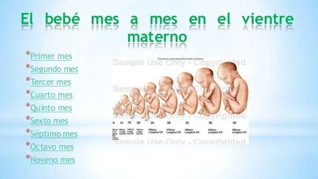 crecimiento-del-bebe-mes-a-mes ...