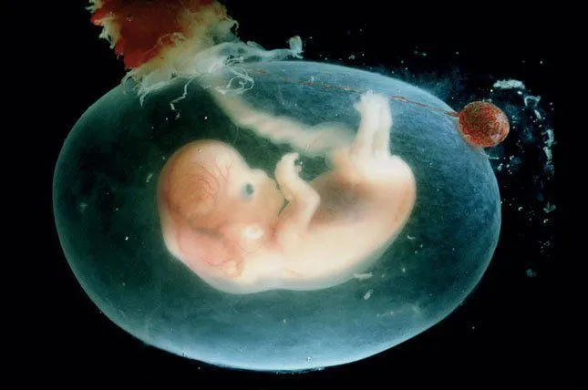 El crecimiento del bebé en el vientre materno El crecimiento del bebé en el vientre materno