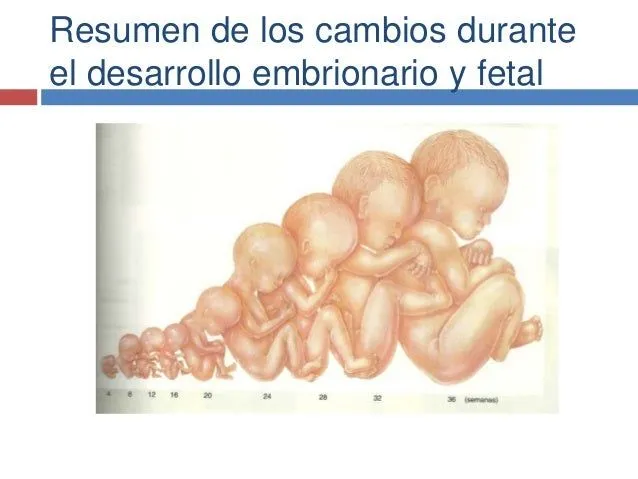 Crecimiento y desarrollo embrionario y fetal y diagnostico de embarazo Crecimiento y desarrollo embrionario y fetal y diagnostico de embarazo