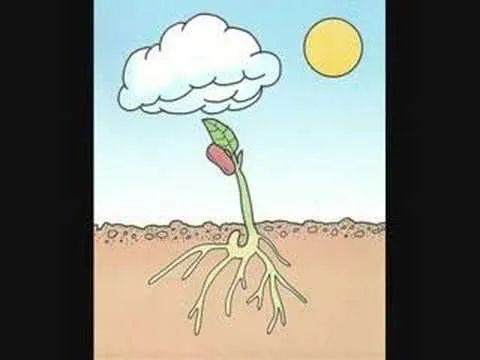 Crecimiento y desarrollo de una planta - YouTube Crecimiento y desarrollo de una planta - YouTube