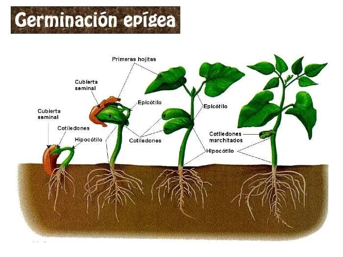 Ciclo de la vida de una planta para niños - Imagui Ciclo de la vida de una planta para niños - Imagui