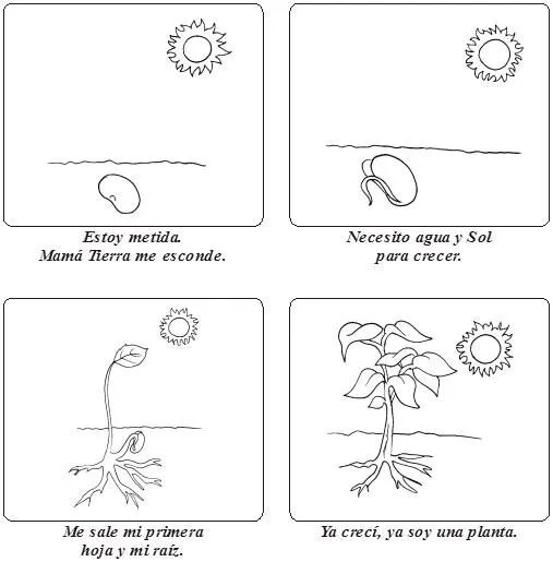 Crecimiento de una planta para colorear - Imagui Crecimiento de una planta para colorear - Imagui
