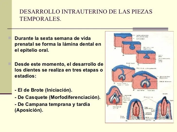 crecimiento-y-desarrollo-de-la ...