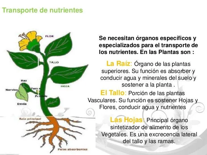 crecimiento-y-nutricin-3-728. ...