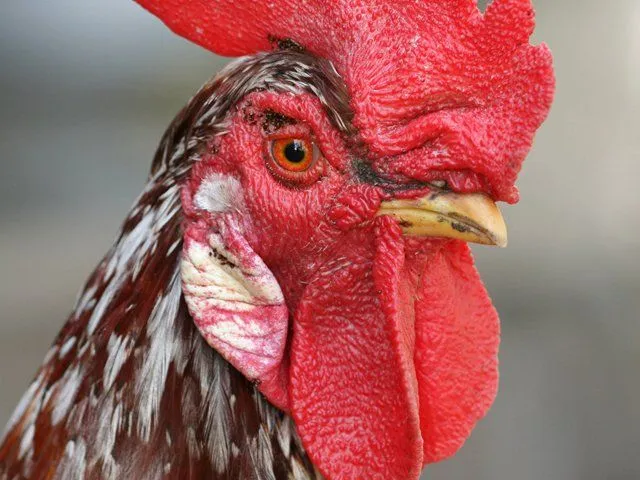 La cresta de gallo esconde secreto de movilidad de las articulaciones