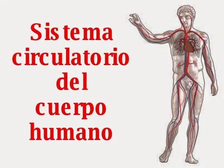 Crestomatia:: Sistema Circulatorio