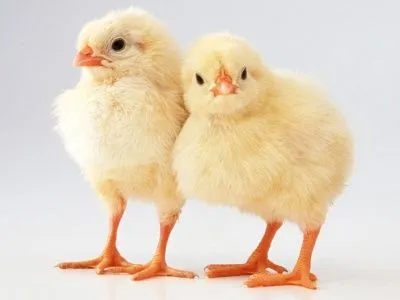 Foto de pollito tierno - Imagui