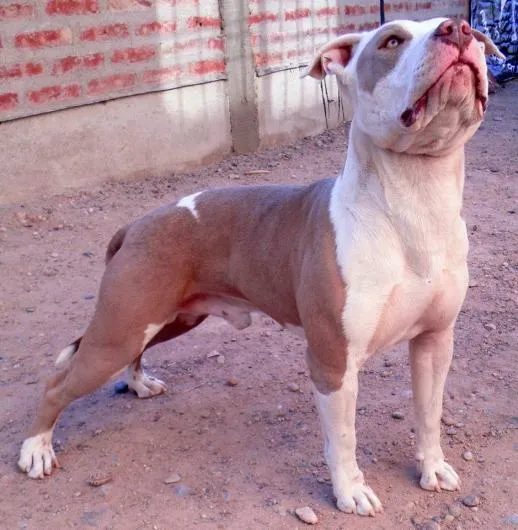Criadero de American Pit Bull Terrier en Neuquen. Teléfono y más info. Criadero de American Pit Bull Terrier en Neuquen. Teléfono y más info.