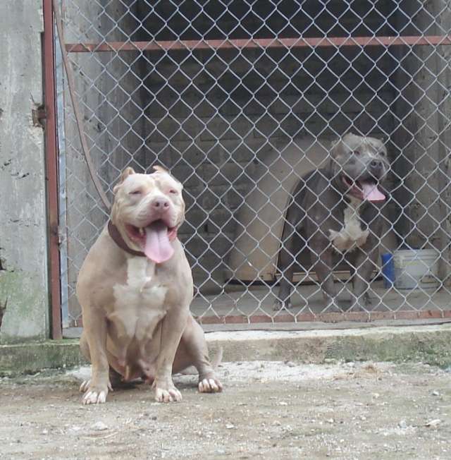 criadero american pitbull 100% pureza envios a cualquier destino ... criadero american pitbull 100% pureza envios a cualquier destino ...