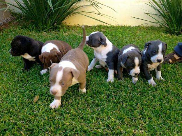 criadero american pitbull 100% pureza envios a cualquier destino ... criadero american pitbull 100% pureza envios a cualquier destino ...