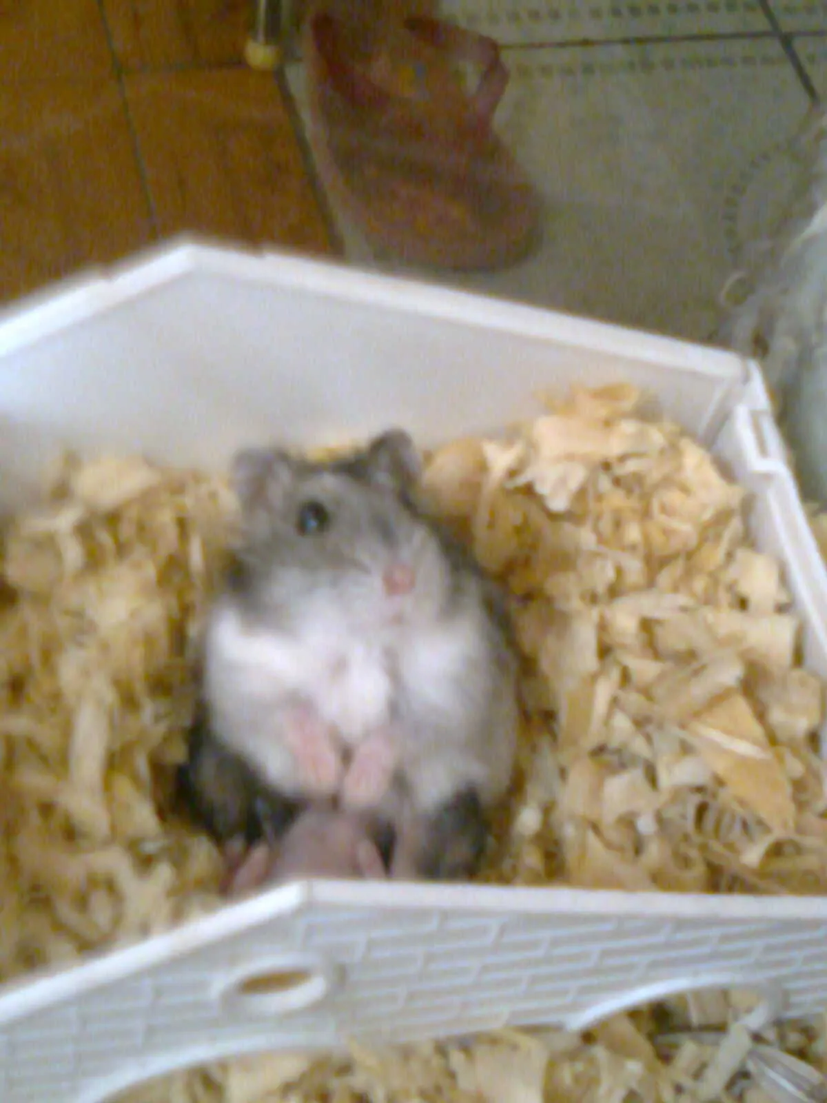 criadero animales vet: HAMSTER CHINOS(