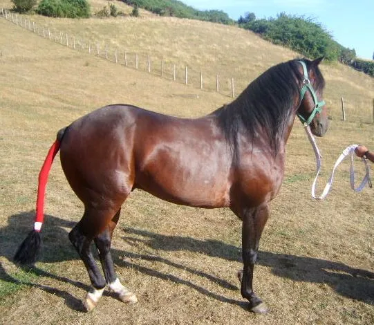 CRIADERO DE CABALLOS - Potros Cuarto de Milla