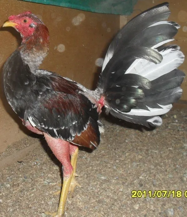 CRIADERO CALENITO - SOLO GALLOS FINOS COLOMBIANOS DE EXPORTACION ... CRIADERO CALENITO - SOLO GALLOS FINOS COLOMBIANOS DE EXPORTACION ...
