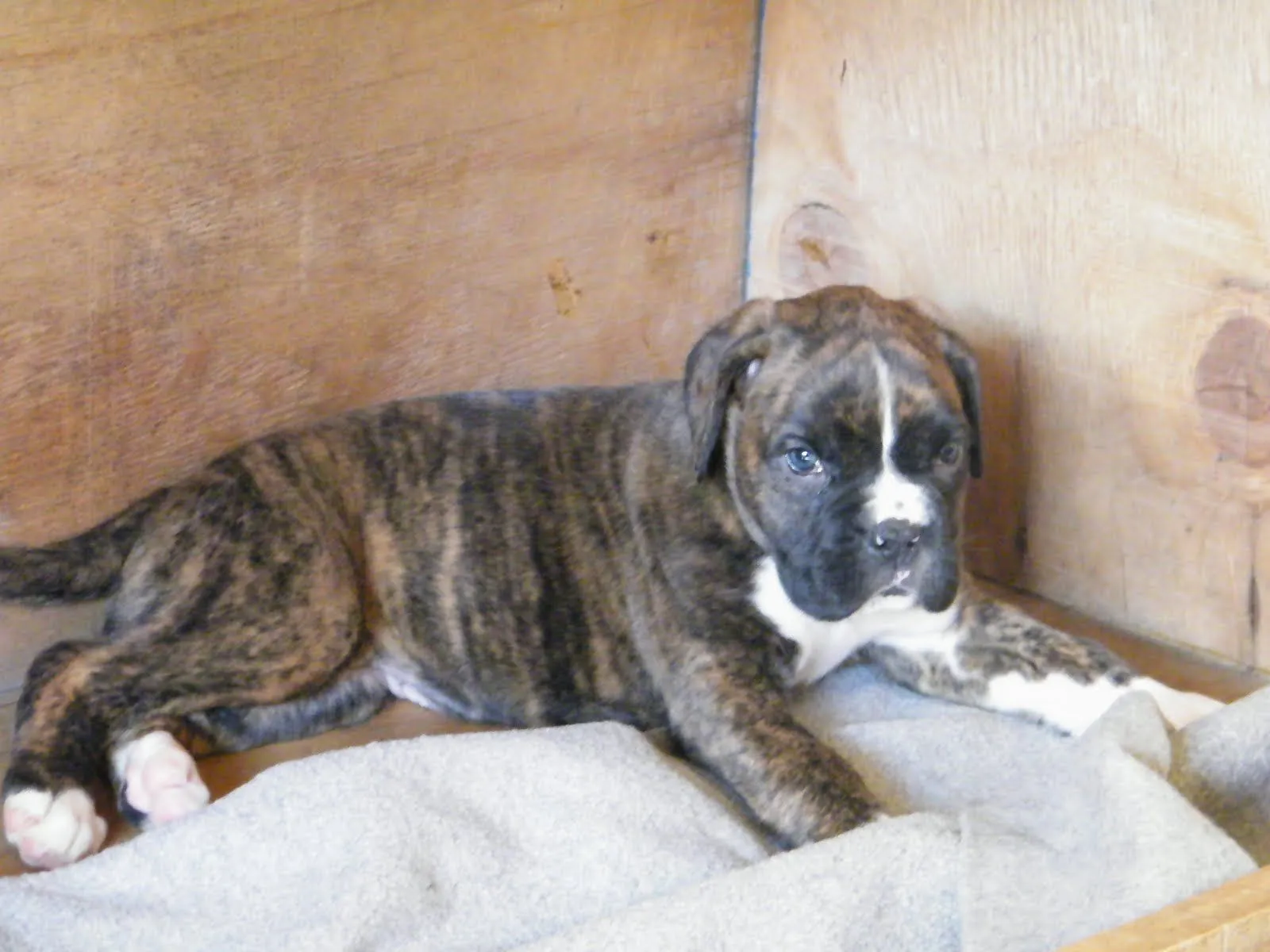 CRIADERO CANINO.:.:.:: Boxer Macho bayo y Hembra atigrada 40 dias CRIADERO CANINO.:.:.:: Boxer Macho bayo y Hembra atigrada 40 dias