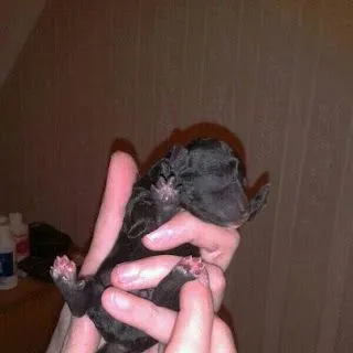 Criadero Familiar de Caniches DINNÍ de PETUYOSH: Feliz primavera ...