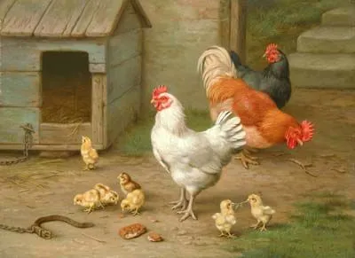 CRIADERO DE GALLINAS: CRIADERO DE GALLINAS CON POLLITOS CRIADERO DE GALLINAS: CRIADERO DE GALLINAS CON POLLITOS