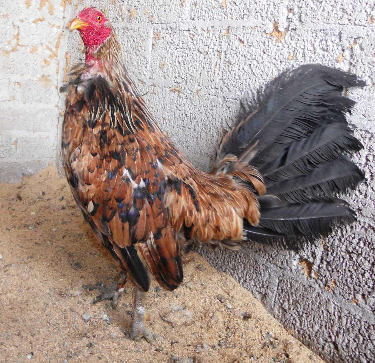 Criadero de gallos de pelea: GALLINO TABACO Criadero de gallos de pelea: GALLINO TABACO