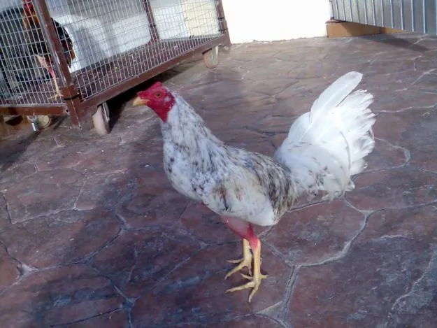 criadero de los lobos: gallo blanco pinto