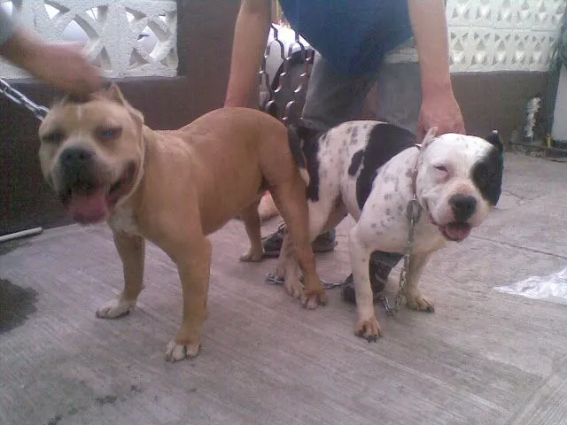 CRIADERO LOMA LINDA: Cruza de american bully con amerian pitbull CRIADERO LOMA LINDA: Cruza de american bully con amerian pitbull