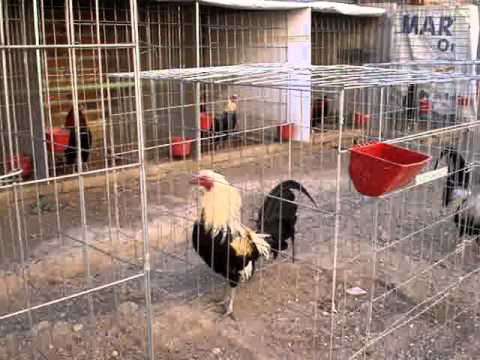 CRIADERO PJ (GALLOS DE PELEA) AGUASCALIENTES AGS - YouTube