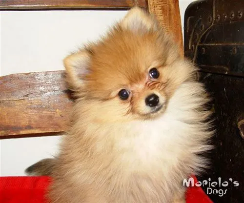 Criadero de Pomeranian en Guadalajara perros pomerania en ...