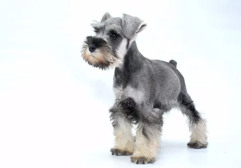 Criadero de schnauzer miniatura | Veterinarias en Mar del Plata ... Criadero de schnauzer miniatura | Veterinarias en Mar del Plata ...