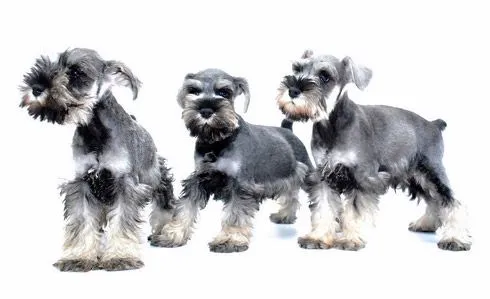 Criadero de schnauzer miniatura | Veterinarias en Mar del Plata ... Criadero de schnauzer miniatura | Veterinarias en Mar del Plata ...