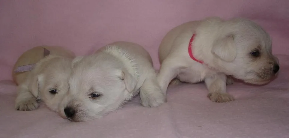 CRIADERO SUDESTADA - Schnauzer Miniatura blancos CRIADERO SUDESTADA - Schnauzer Miniatura blancos