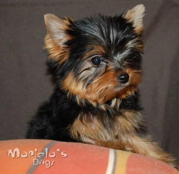 Criadero de Yorkshire Terrier en Guadalajara perros yorky en ...