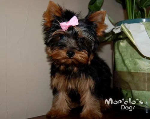 Criadero de Yorkshire Terrier en Guadalajara perros yorky en ... Criadero de Yorkshire Terrier en Guadalajara perros yorky en ...