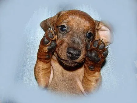 criaderos de dachshund, criadores de salchicha